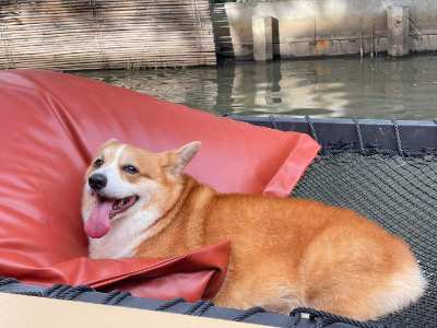 Fröhlicher Corgi mit strahlenden Augen