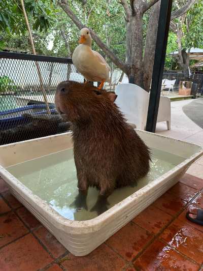 Freundliche Ente am Teich
