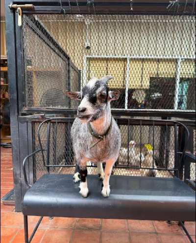 Freundliche Ziege nähert sich Besuchern