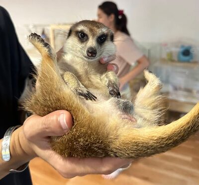 Neugieriges Erdmännchen steht wachsam