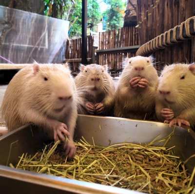 Bezaubernde Nutria beim Fressen