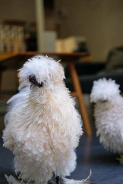 Flauschiges Seidenhuhn