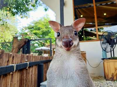 Lebhaftes Wallaby
