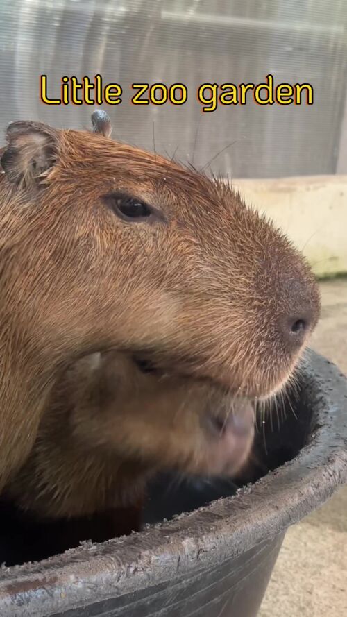 @dina_therapy によるTikTok動画