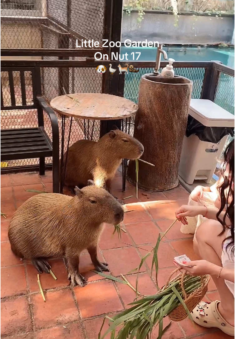 @pupexoxo によるTikTok動画