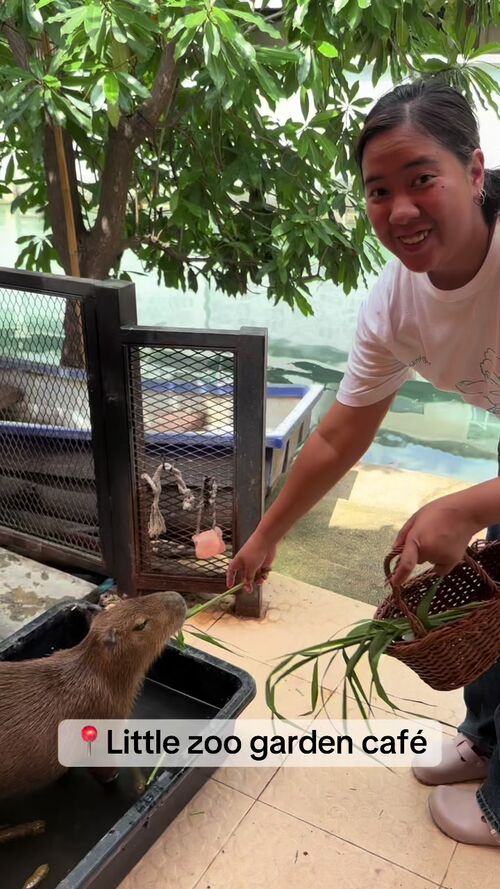 @pribbyandpoppy_bun によるTikTok動画