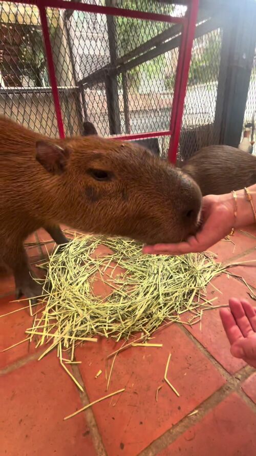 @mia.fryee によるTikTok動画