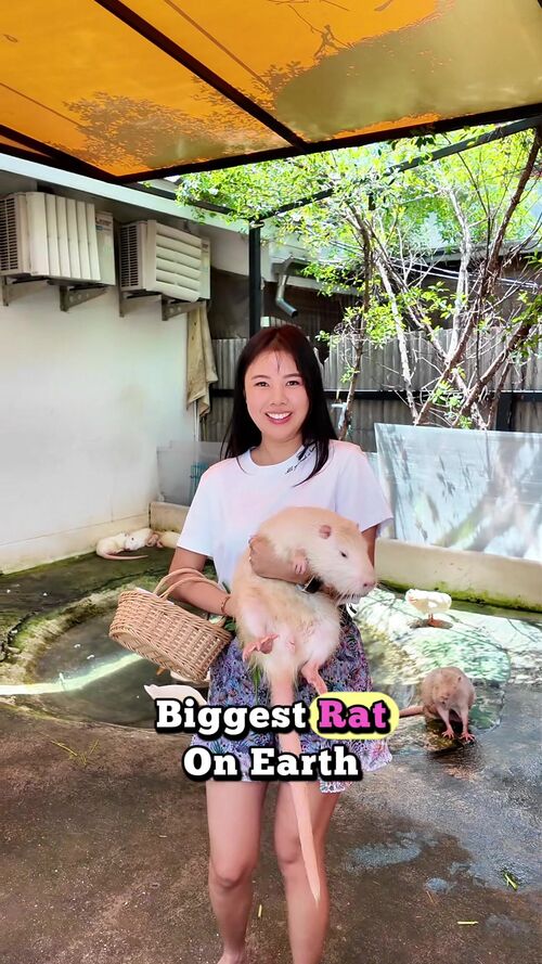 @serenekoh.sg によるTikTok動画