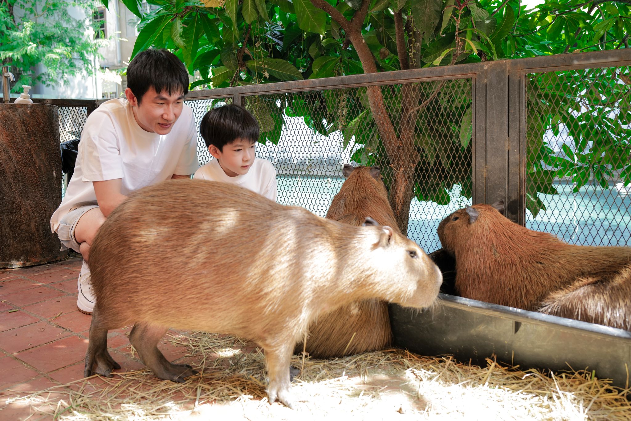 Can You Touch the Capybaras at the Little Zoo Garden Capybara Cafe?