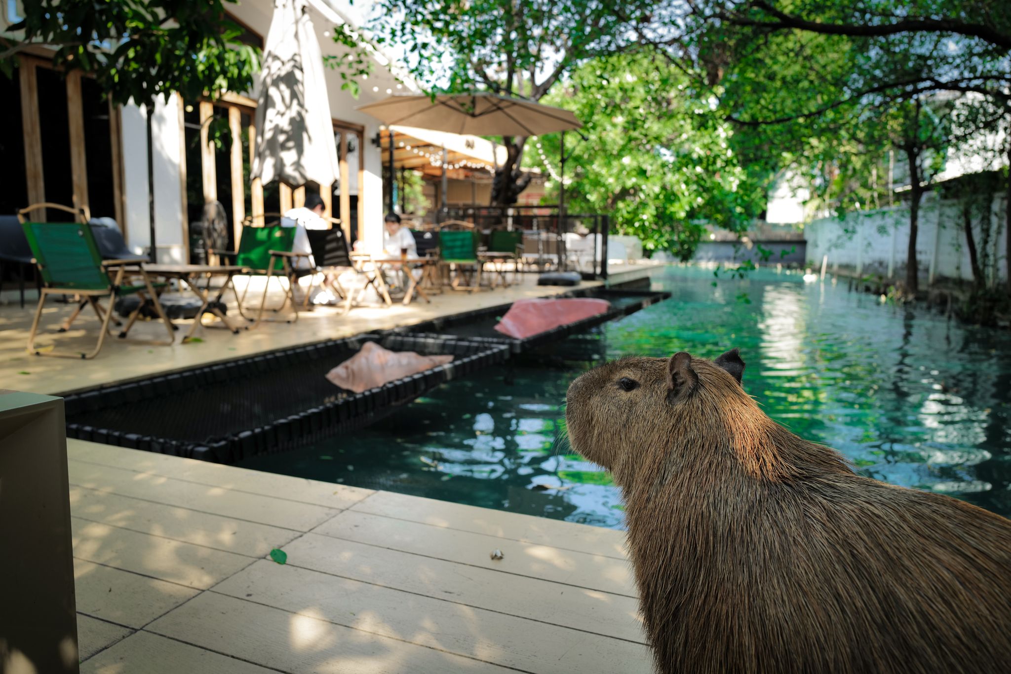 What to Wear to a Capybara Cafe: Your Complete Guide to Little Zoo Garden Capybara Cafe