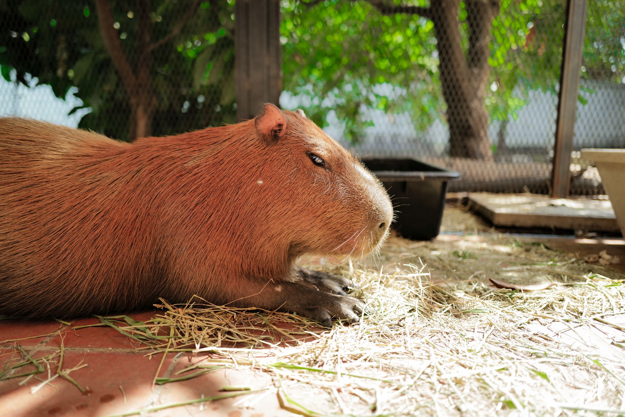 Little Zoo Garden Capybara Cafe Bangkok Menu Guide